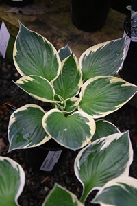 Hosta fortunei Patriot